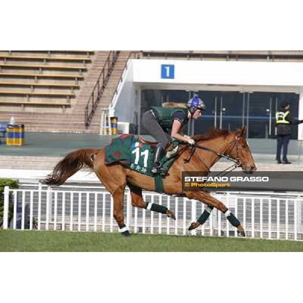Ebiyza Morning worksout at Sha Tin Hong Kong,4th dec.2013 ph.Stefano Grasso