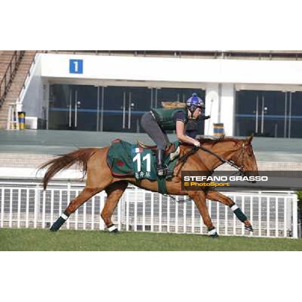 Ebiyza Morning worksout at Sha Tin Hong Kong,4th dec.2013 ph.Stefano Grasso
