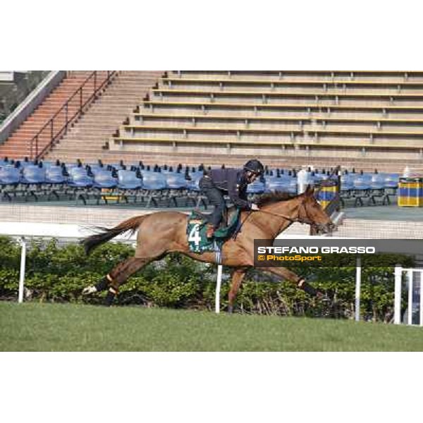 Andrea Atzeni on Seismos Morning worksout at Sha Tin Hong Kong,4th dec.2013 ph.Stefano Grasso