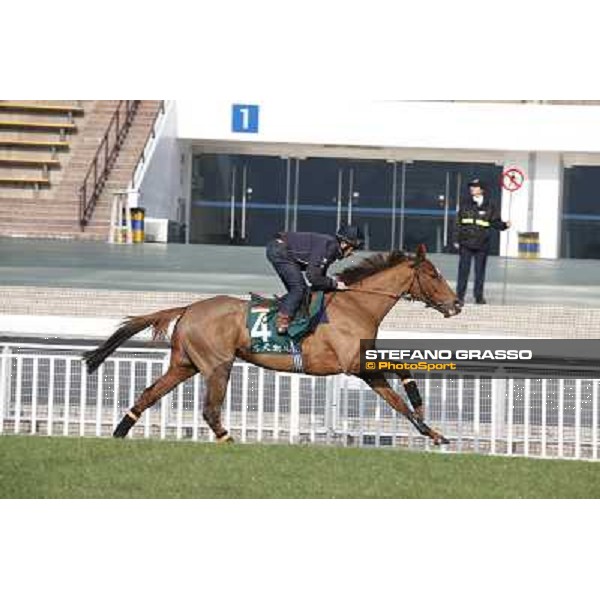 Andrea Atzeni on Seismos Morning worksout at Sha Tin Hong Kong,4th dec.2013 ph.Stefano Grasso