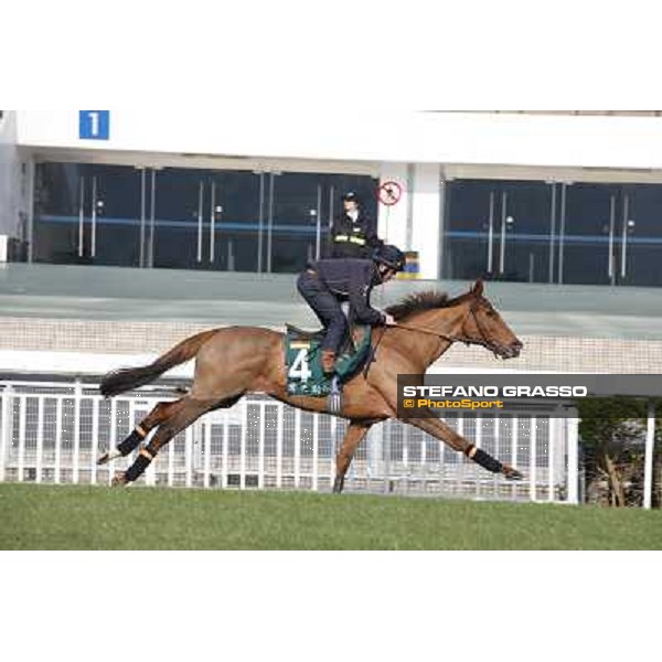 Andrea Atzeni on Seismos Morning worksout at Sha Tin Hong Kong,4th dec.2013 ph.Stefano Grasso