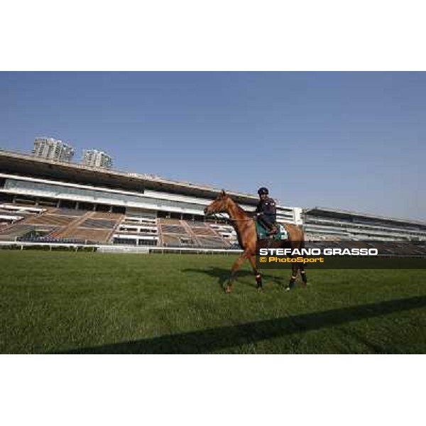 Andrea Atzeni on Seismos Morning worksout at Sha Tin Hong Kong,4th dec.2013 ph.Stefano Grasso