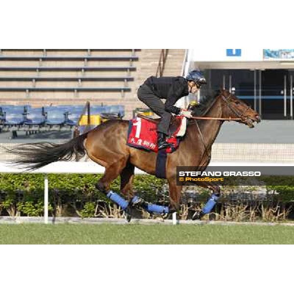 morning workout - Soumillon on Cirrus des Aigles Hong Kong,Sha Tin racecourse,5th dec.2013 ph.Stefano Grasso