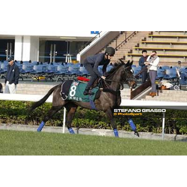 morning workout - The Fugue Hong Kong,Sha Tin racecourse,5th dec.2013 ph.Stefano Grasso
