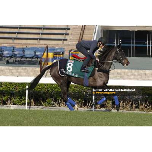morning workout - The Fugue Hong Kong,Sha Tin racecourse,5th dec.2013 ph.Stefano Grasso
