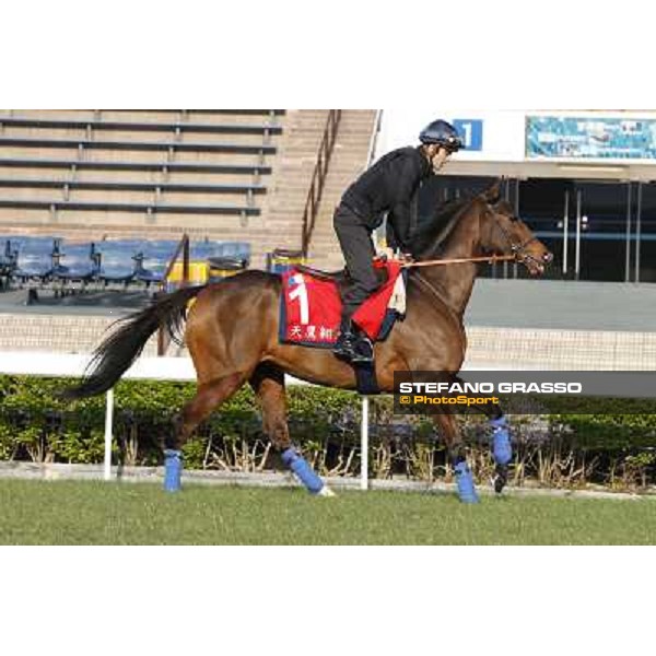 morning workout - Soumillon on Cirrus des Aigles Hong Kong,Sha Tin racecourse,5th dec.2013 ph.Stefano Grasso