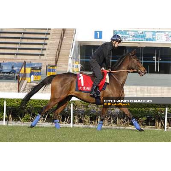 morning workout - Soumillon on Cirrus des Aigles Hong Kong,Sha Tin racecourse,5th dec.2013 ph.Stefano Grasso