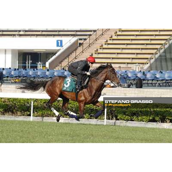 morning workout - Mount Athos Hong Kong,Sha Tin racecourse,5th dec.2013 ph.Stefano Grasso