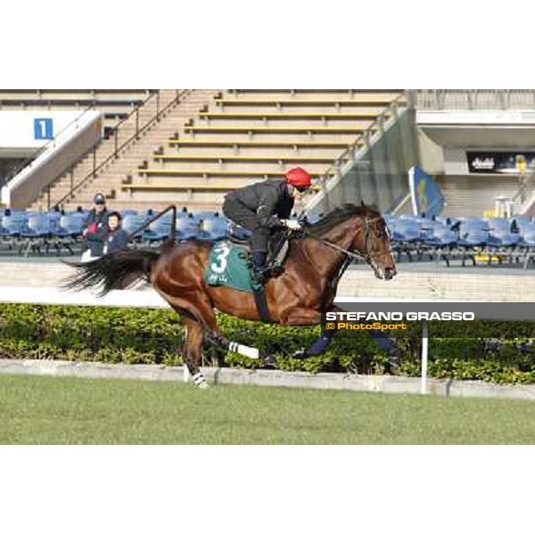 morning workout - Mount Athos Hong Kong,Sha Tin racecourse,5th dec.2013 ph.Stefano Grasso