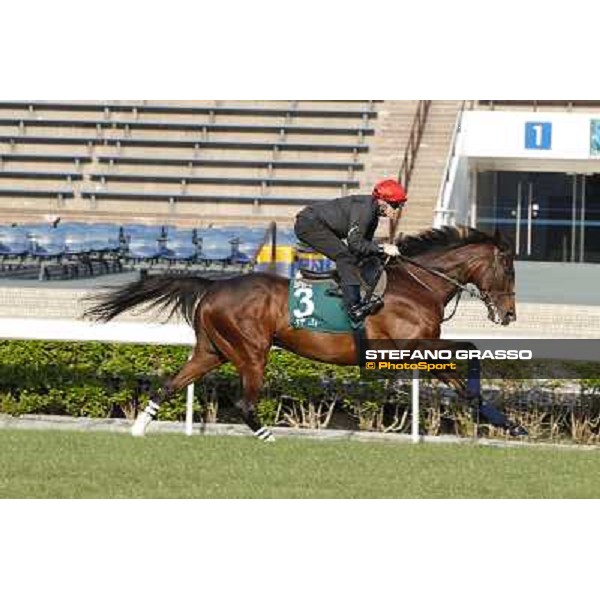 morning workout - Mount Athos Hong Kong,Sha Tin racecourse,5th dec.2013 ph.Stefano Grasso