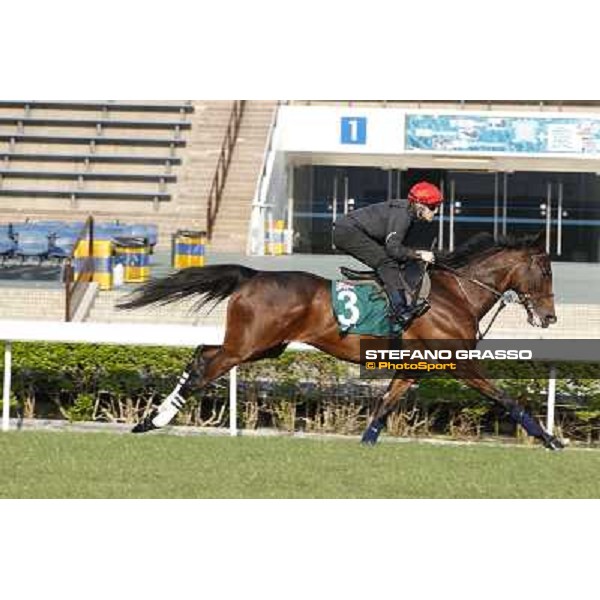 morning workout - Mount Athos Hong Kong,Sha Tin racecourse,5th dec.2013 ph.Stefano Grasso