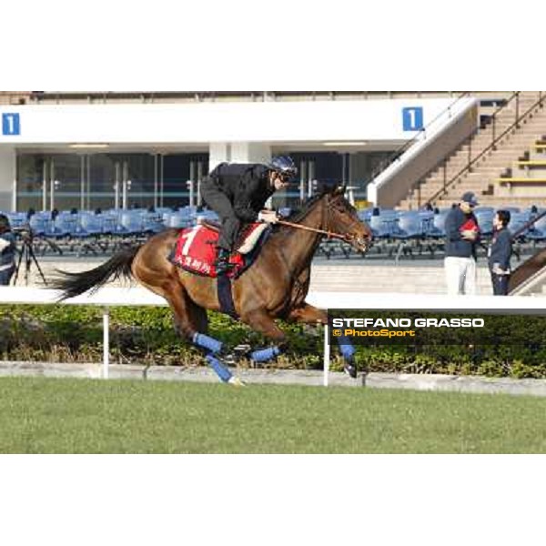 morning workout - Soumillon on Cirrus des Aigles Hong Kong,Sha Tin racecourse,5th dec.2013 ph.Stefano Grasso