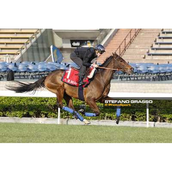 morning workout - Soumillon on Cirrus des Aigles Hong Kong,Sha Tin racecourse,5th dec.2013 ph.Stefano Grasso