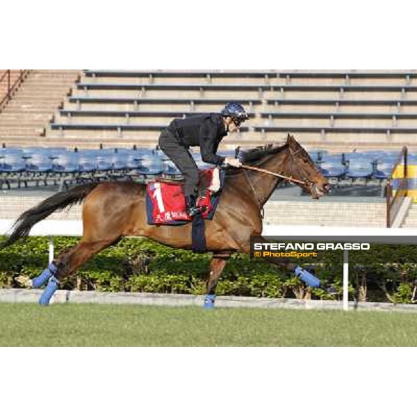morning workout - Soumillon on Cirrus des Aigles Hong Kong,Sha Tin racecourse,5th dec.2013 ph.Stefano Grasso
