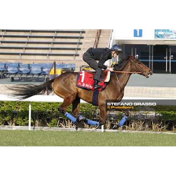 morning workout - Soumillon on Cirrus des Aigles Hong Kong,Sha Tin racecourse,5th dec.2013 ph.Stefano Grasso