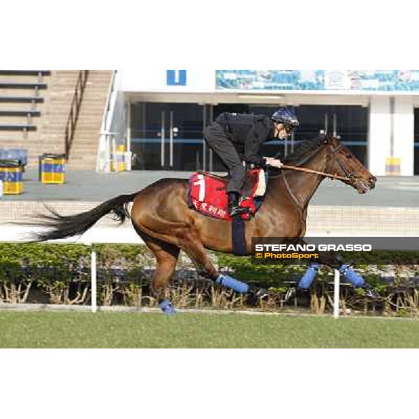 morning workout - Soumillon on Cirrus des Aigles Hong Kong,Sha Tin racecourse,5th dec.2013 ph.Stefano Grasso