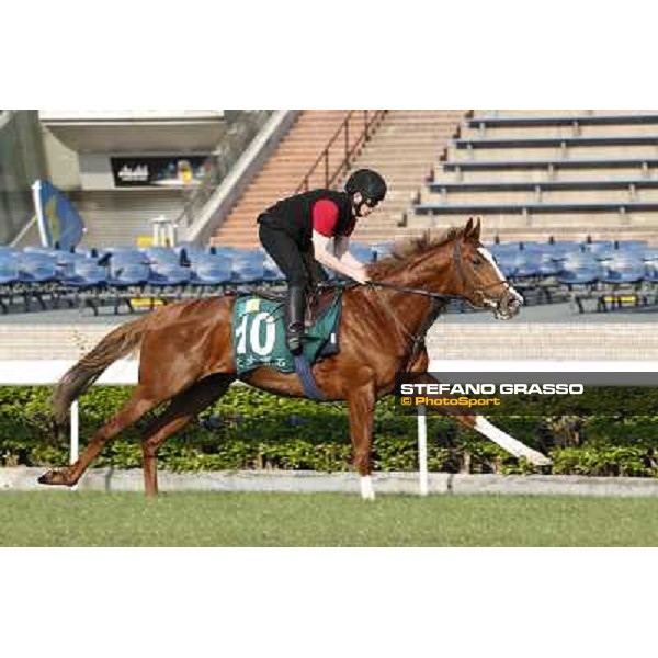 morning workout - Galileo Rock Hong Kong,Sha Tin racecourse,5th dec.2013 ph.Stefano Grasso