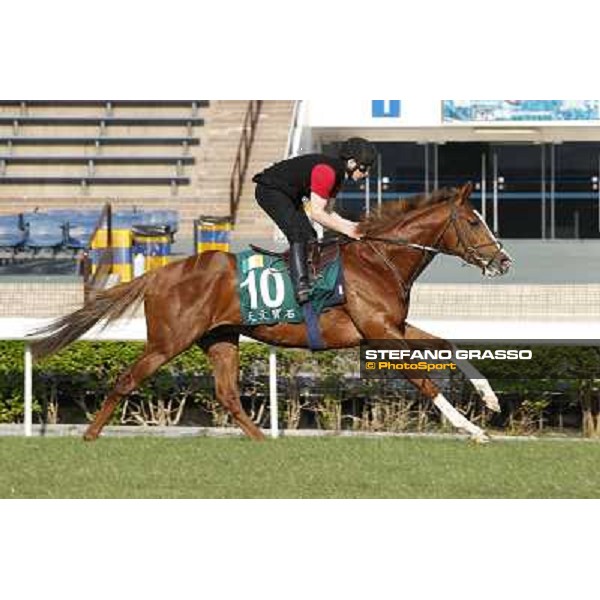 morning workout - Galileo Rock Hong Kong,Sha Tin racecourse,5th dec.2013 ph.Stefano Grasso