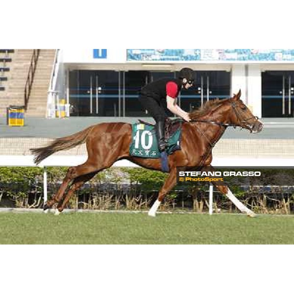 morning workout - Galileo Rock Hong Kong,Sha Tin racecourse,5th dec.2013 ph.Stefano Grasso