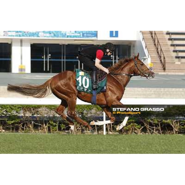 morning workout - Galileo Rock Hong Kong,Sha Tin racecourse,5th dec.2013 ph.Stefano Grasso