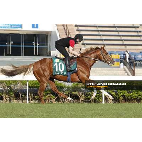 morning workout - Galileo Rock Hong Kong,Sha Tin racecourse,5th dec.2013 ph.Stefano Grasso