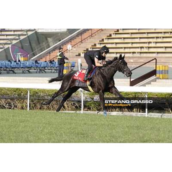 morning workout - Side Glance Hong Kong,Sha Tin racecourse,5th dec.2013 ph.Stefano Grasso
