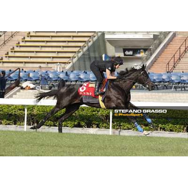 morning workout - Side Glance Hong Kong,Sha Tin racecourse,5th dec.2013 ph.Stefano Grasso