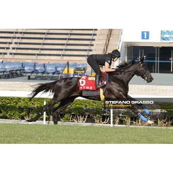morning workout - Side Glance Hong Kong,Sha Tin racecourse,5th dec.2013 ph.Stefano Grasso