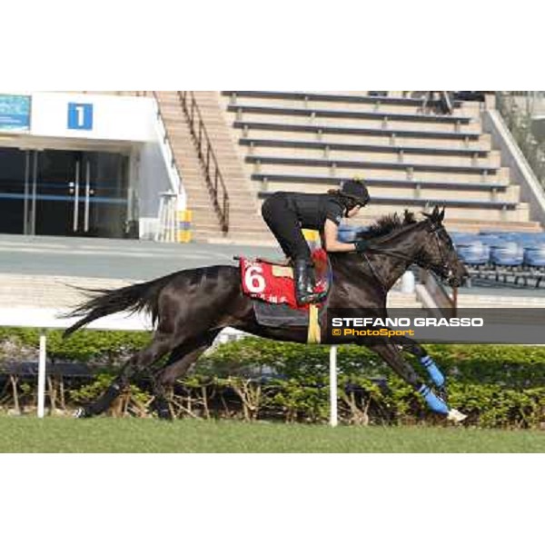 morning workout - Side Glance Hong Kong,Sha Tin racecourse,5th dec.2013 ph.Stefano Grasso