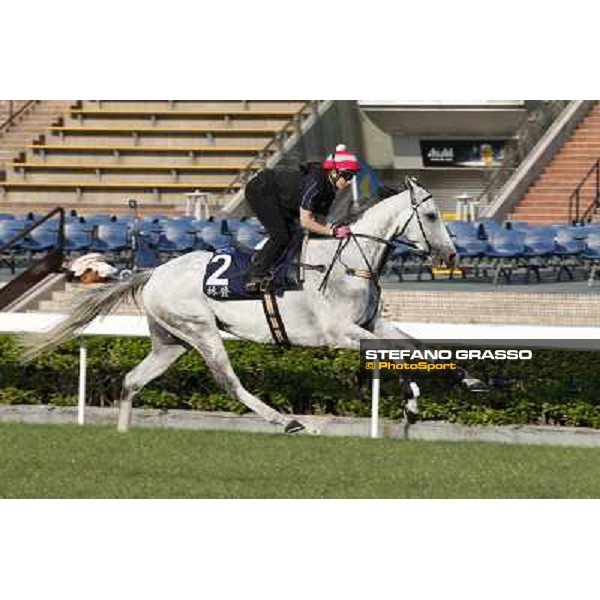 morning workout - Linton Hong Kong,Sha Tin racecourse,5th dec.2013 ph.Stefano Grasso