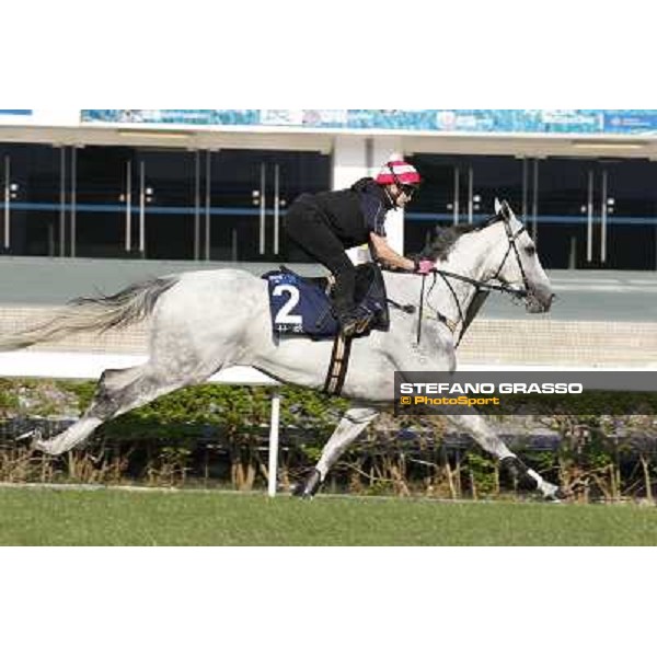 morning workout - Linton Hong Kong,Sha Tin racecourse,5th dec.2013 ph.Stefano Grasso