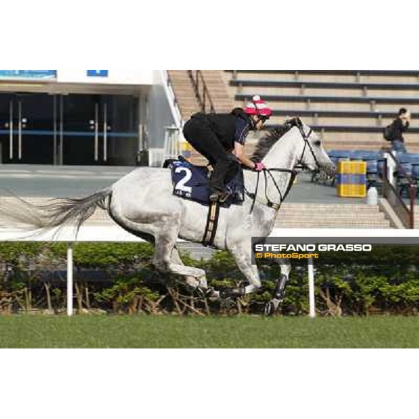 morning workout - Linton Hong Kong,Sha Tin racecourse,5th dec.2013 ph.Stefano Grasso