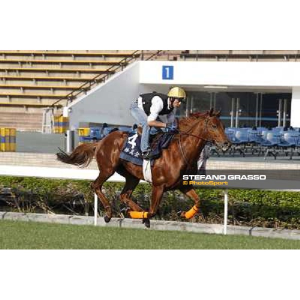 morning workout - King Kreesa Hong Kong,Sha Tin racecourse,5th dec.2013 ph.Stefano Grasso