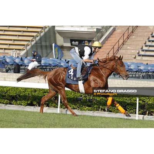 morning workout - King Kreesa Hong Kong,Sha Tin racecourse,5th dec.2013 ph.Stefano Grasso