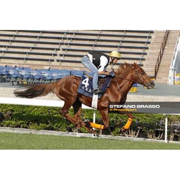 morning workout - King Kreesa Hong Kong,Sha Tin racecourse,5th dec.2013 ph.Stefano Grasso