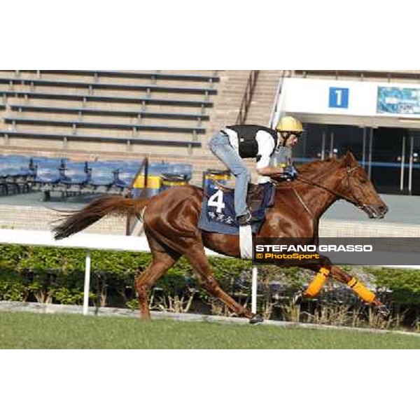 morning workout - King Kreesa Hong Kong,Sha Tin racecourse,5th dec.2013 ph.Stefano Grasso