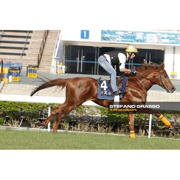 morning workout - King Kreesa Hong Kong,Sha Tin racecourse,5th dec.2013 ph.Stefano Grasso