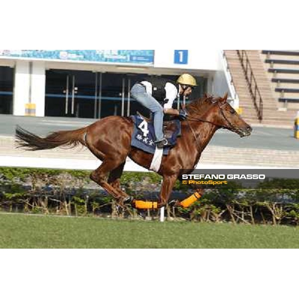 morning workout - King Kreesa Hong Kong,Sha Tin racecourse,5th dec.2013 ph.Stefano Grasso