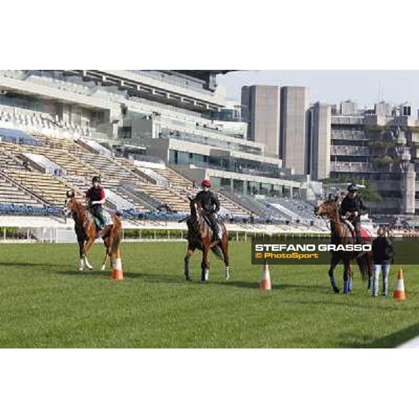 morning workout - Galileo Rock,Mount Athos and Cirrus des Aigles Hong Kong,Sha Tin racecourse,5th dec.2013 ph.Stefano Grasso
