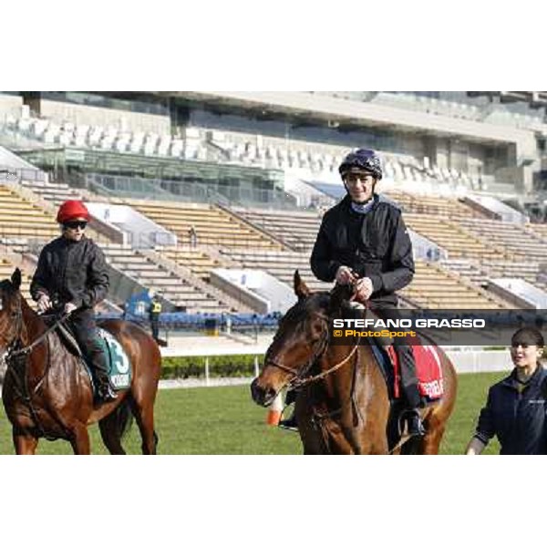 morning workout - Cirrus des Aigles Hong Kong,Sha Tin racecourse,5th dec.2013 ph.Stefano Grasso