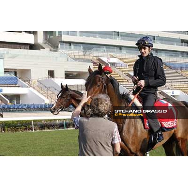 morning workout - Cirrus des Aigles Hong Kong,Sha Tin racecourse,5th dec.2013 ph.Stefano Grasso