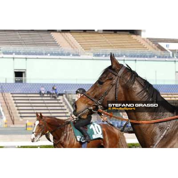 morning workout - Cirrus des Aigles Hong Kong,Sha Tin racecourse,5th dec.2013 ph.Stefano Grasso