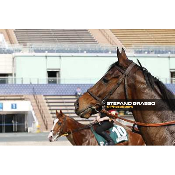morning workout - Cirrus des Aigles Hong Kong,Sha Tin racecourse,5th dec.2013 ph.Stefano Grasso