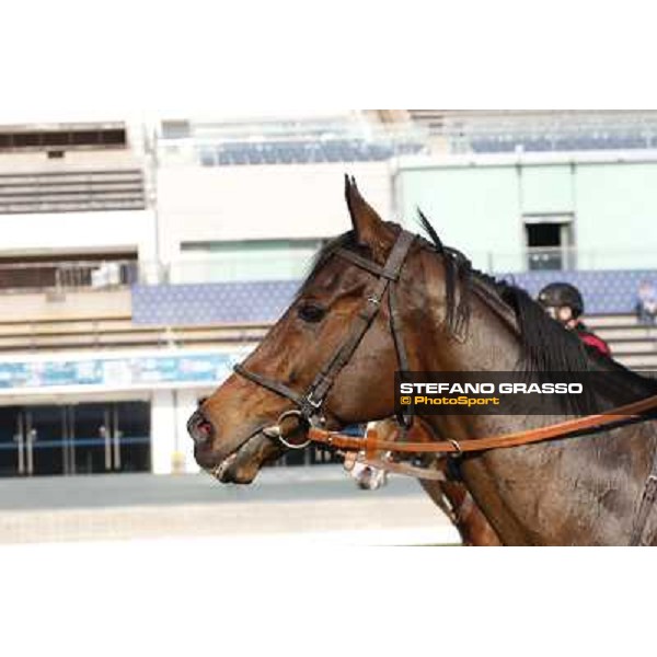 morning workout - Cirrus des Aigles Hong Kong,Sha Tin racecourse,5th dec.2013 ph.Stefano Grasso