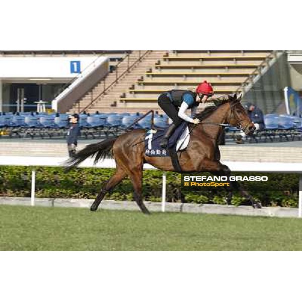 morning workout - Gordon Lord Byron Hong Kong,Sha Tin racecourse,5th dec.2013 ph.Stefano Grasso
