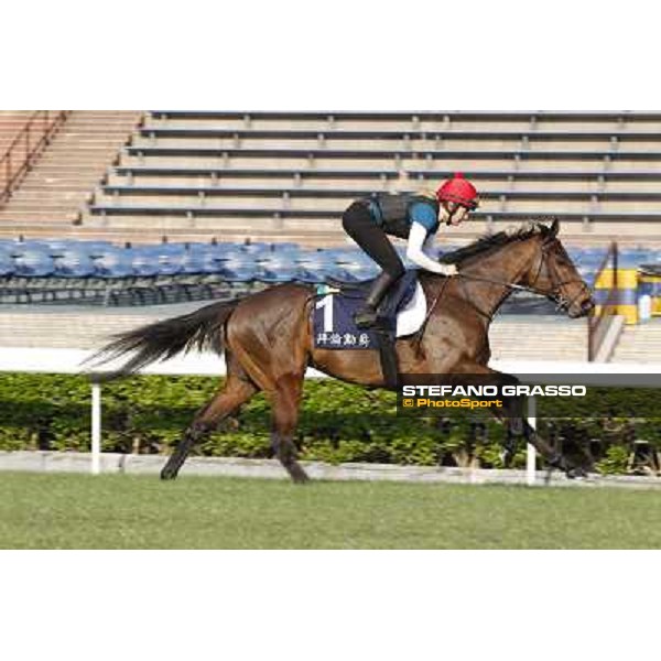 morning workout - Gordon Lord Byron Hong Kong,Sha Tin racecourse,5th dec.2013 ph.Stefano Grasso