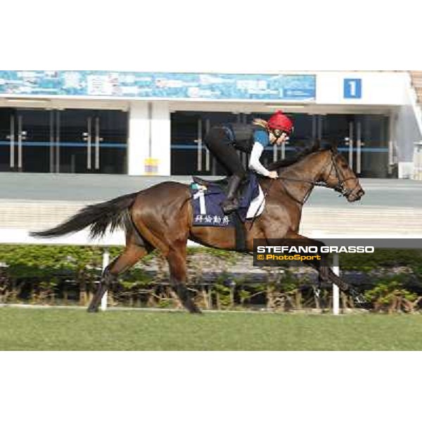 morning workout - Gordon Lord Byron Hong Kong,Sha Tin racecourse,5th dec.2013 ph.Stefano Grasso