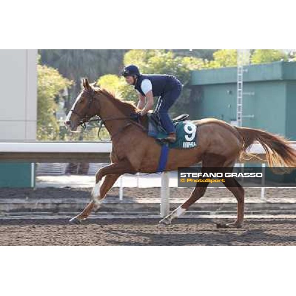 morning workout - Nymphea Hong Kong,Sha Tin racecourse,5th dec.2013 ph.Stefano Grasso