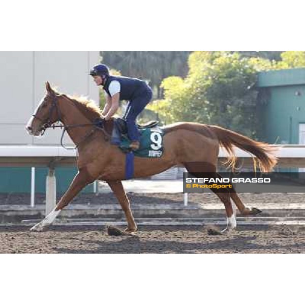 morning workout - Nymphea Hong Kong,Sha Tin racecourse,5th dec.2013 ph.Stefano Grasso
