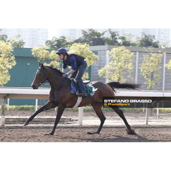morning workout - Feuerblitz Hong Kong,Sha Tin racecourse,5th dec.2013 ph.Stefano Grasso